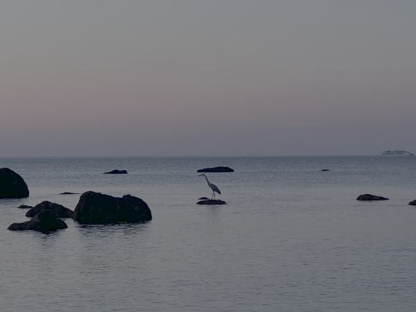 Blue Heron