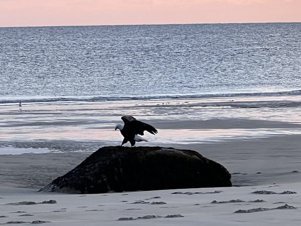 The Eagle Has Landed